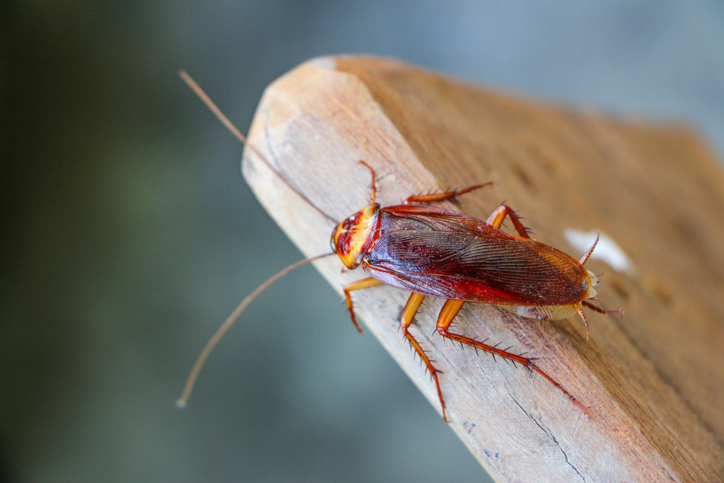 5 Tips For Keeping Cockroaches Out Of Your Home Astro Exterminatingastro Exterminating